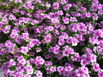 27953 Pink flowers.jpg